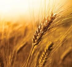 Harvest grain